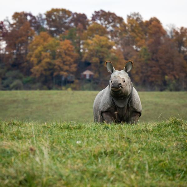 Greater One-horned Rhino | The Wilds